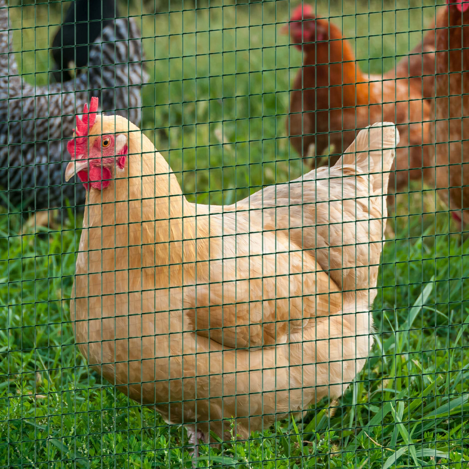 Pvc Coated Welded Wire Mesh Chicken Poultry Aviary Fence Run Hutch Pet Rabbit
