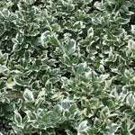 5x Large Euonymus Emerald Gaiety Evergreen Garden Shrubs In 2 Litre Pots
