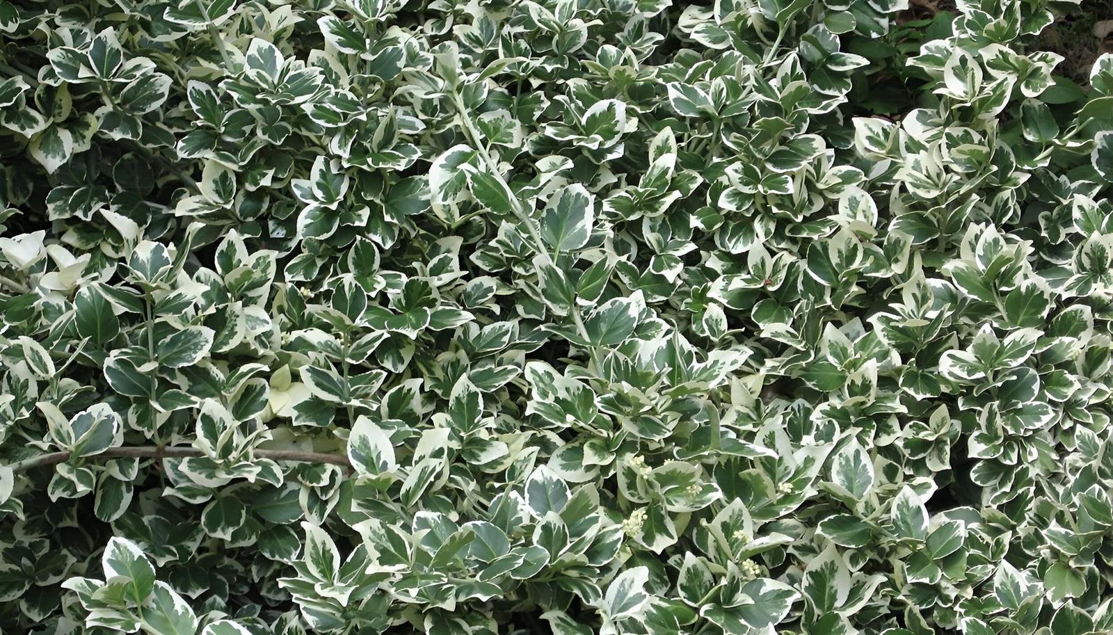 5x Large Euonymus Emerald Gaiety Evergreen Garden Shrubs In 2 Litre Pots