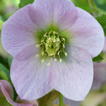 Pretty Amazing Hellebore Collection - 4 Flowering Plants In 9cm Pots