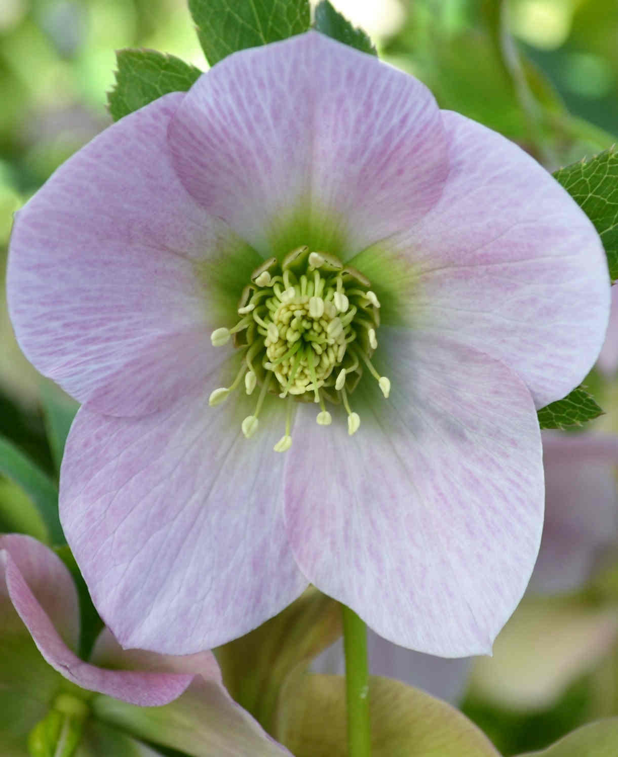 Pretty Amazing Hellebore Collection - 4 Flowering Plants In 9cm Pots