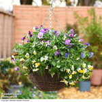 Pansy Universal Preplanted Hanging Basket | 8"