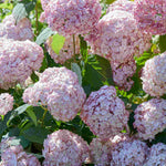 Hydrangea Arborescens Candybelle Bubblegum - 9cm pots | 3 x 9cm | Pink
