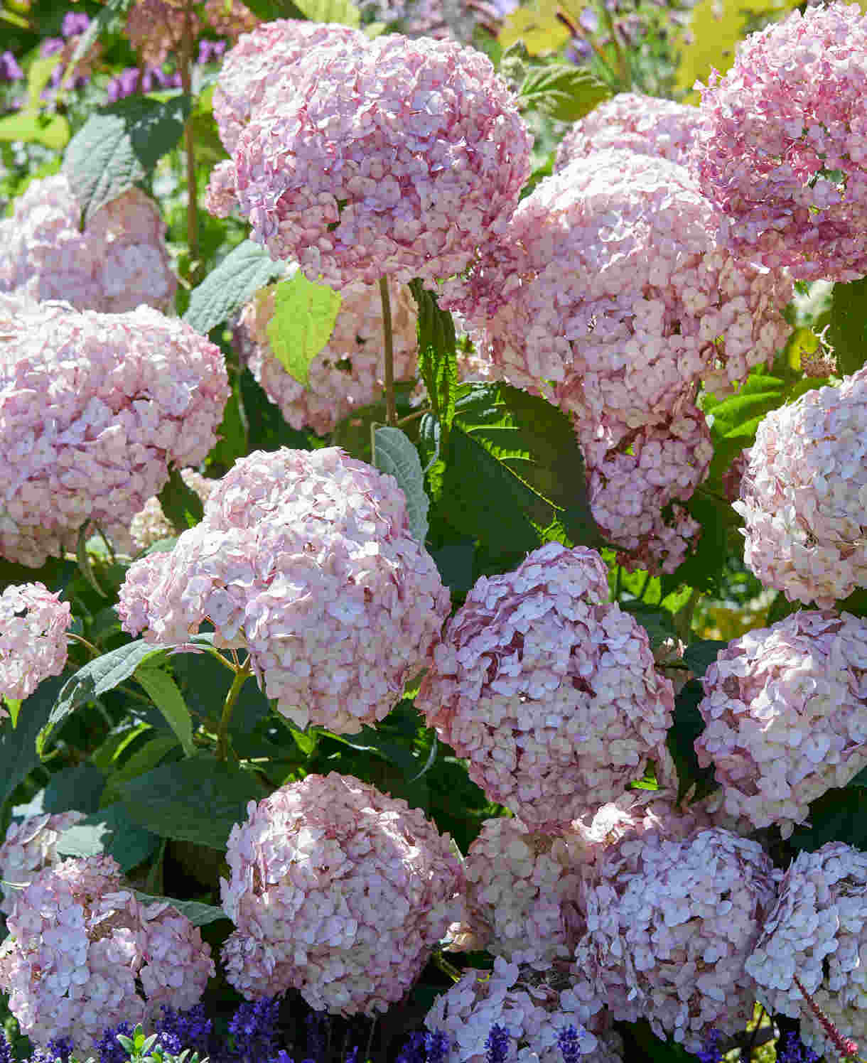Hydrangea Arborescens Candybelle Bubblegum - 9cm pots | 3 x 9cm | Pink
