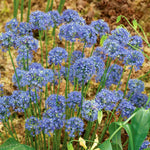 Allium 'caeruleum' — Bright Blue Flowerheads, 60cm | 20 x Bulbs | Blue