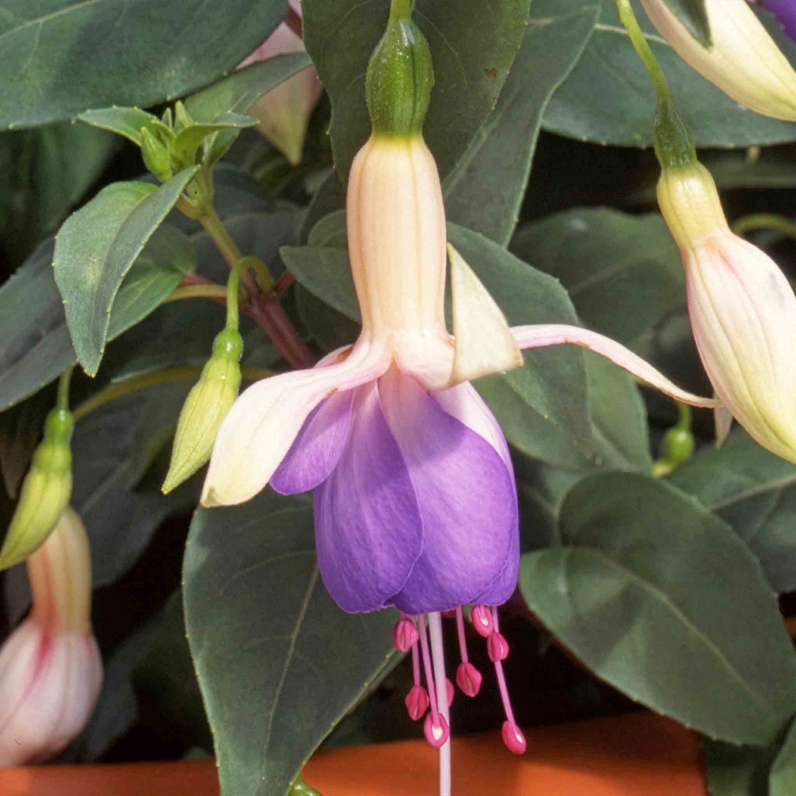 Fuchsia 'carmel Blue' Double-flowered Hanging Basket Plant | 6 x Plug Plants | Multi