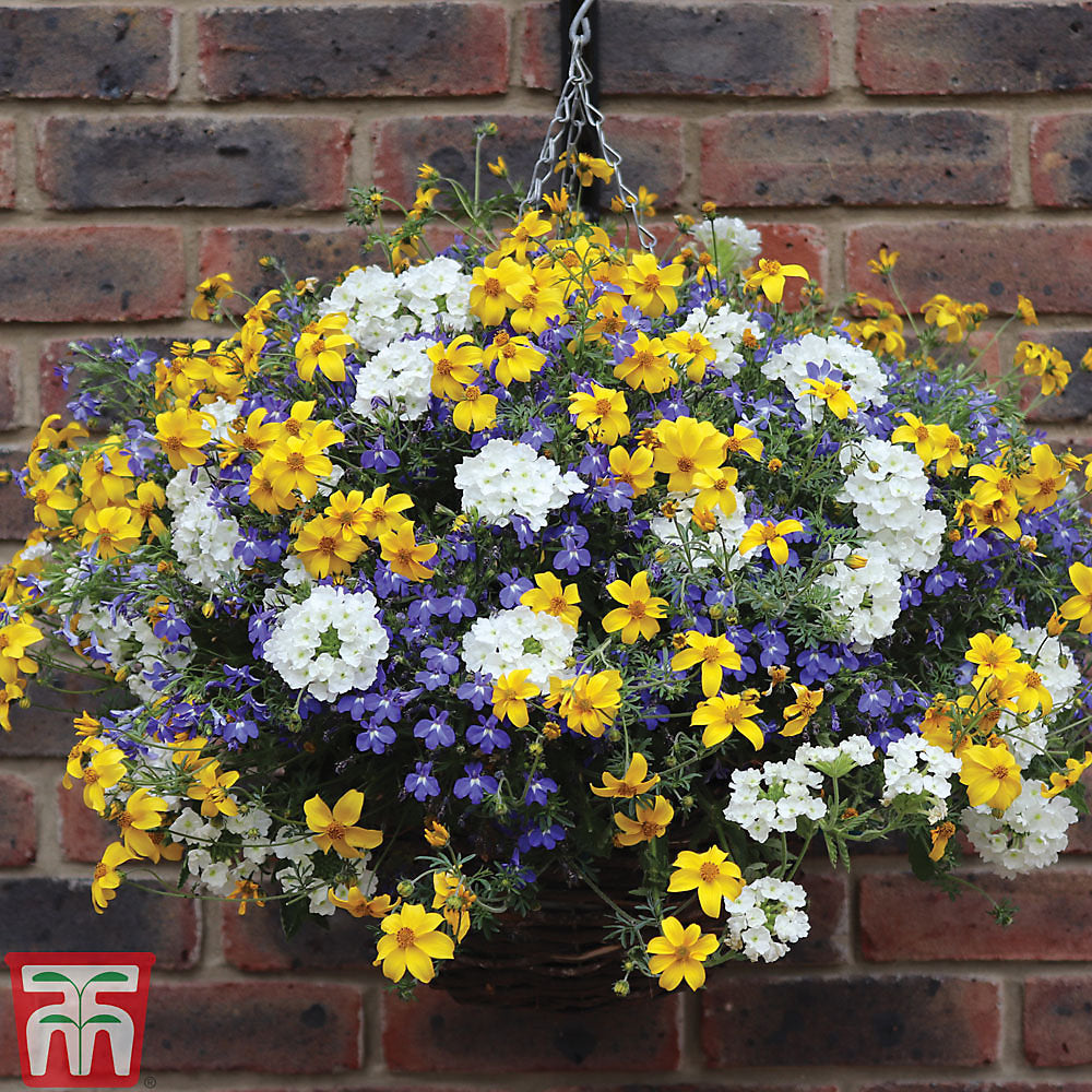 Sherbet Lemon Preplanted Hanging Basket | 35cm