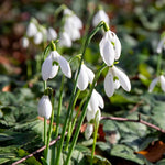 Common Snowdrop (galanthus Nivalis) In The Green | 25 x Bulbs | Multi