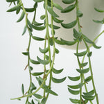 String Of Bananas - 2 Pcs. - Senecio Radicans - Height 10-20cm - ⌀12cm | Set of 2 | Green