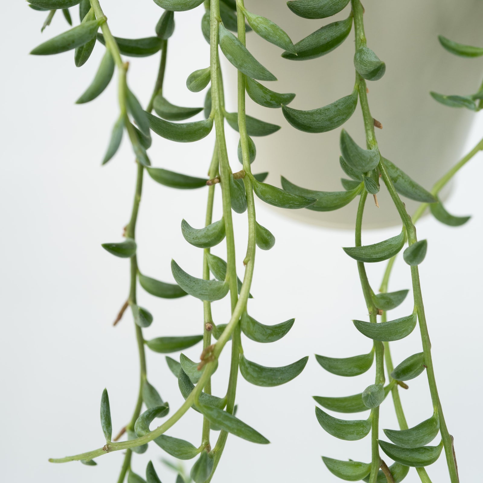 String Of Bananas - 2 Pcs. - Senecio Radicans - Height 10-20cm - ⌀12cm | Set of 2 | Green