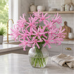 Amarine Tubergenii 'belladiva Aphrodite' - 2 Litre Pot | Set-of-1 | Pink