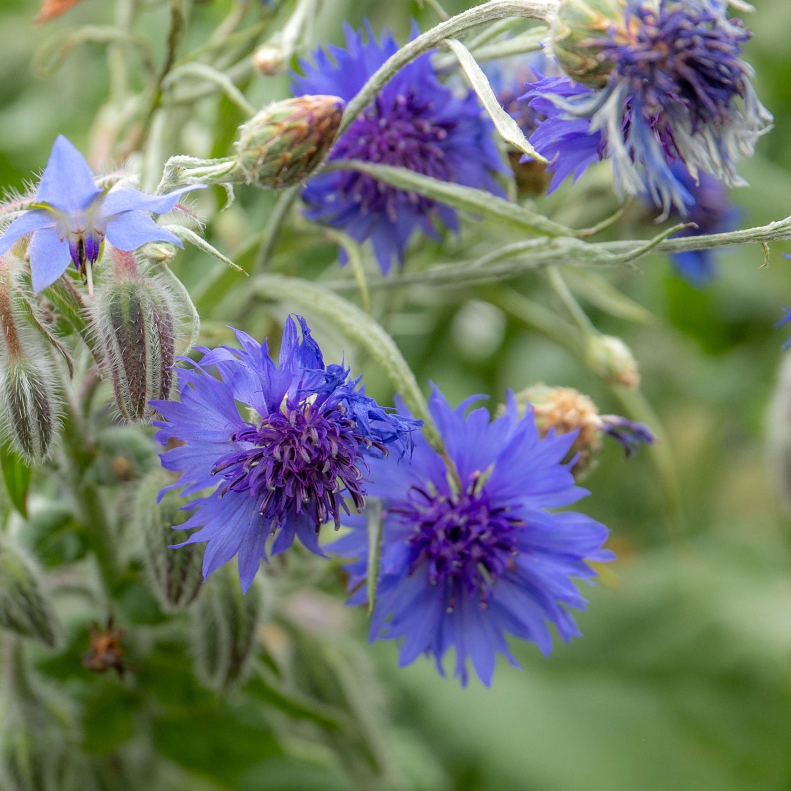 Cornflower Wildflower - Blue, Pollinator-friendly Seeds | 100 Seeds