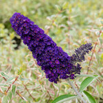 Buddleja Davidii 'black Knight' Butterfly Bush | 1 x 9cm | Purple