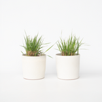 Switch Grass - 2 Pcs. - Panicum Virgatum 'heavy Metal' - Height 40-60cm - ⌀23cm | Set-of-2 | Green