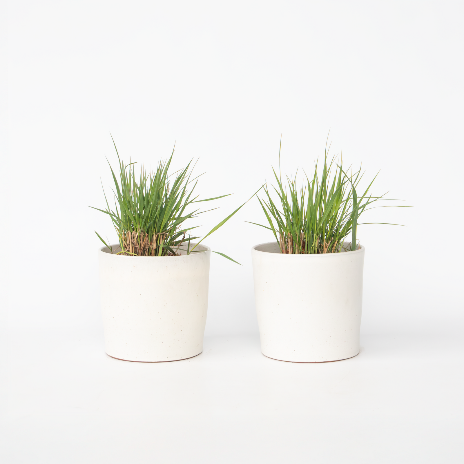 Switch Grass - 2 Pcs. - Panicum Virgatum 'heavy Metal' - Height 40-60cm - ⌀23cm | Set-of-2 | Green