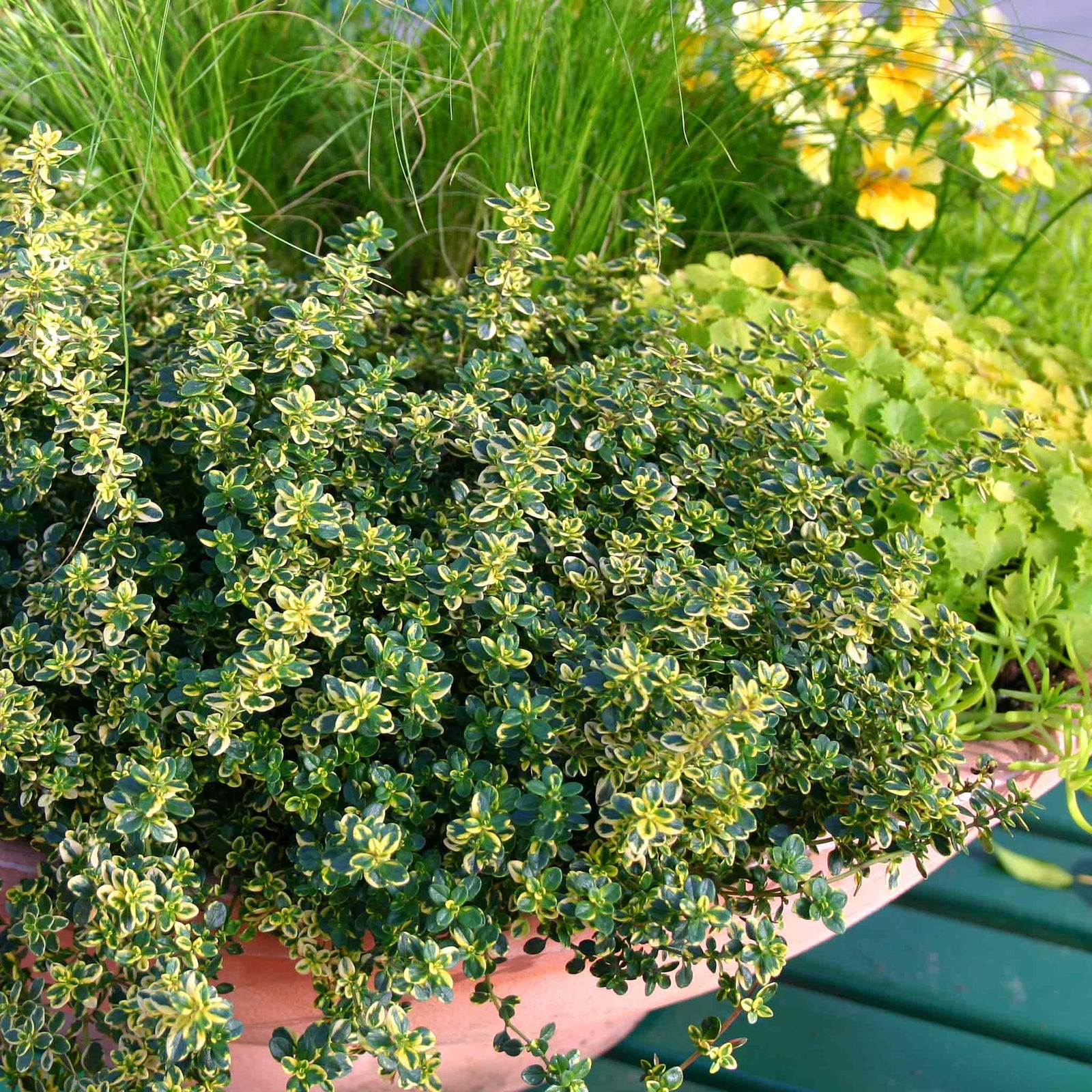 Lemon Thyme – Variegated, Citrus-scented, 50cm | 6 x Plug Plants