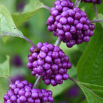 Callicarpa Profusion Beauty Berry Shrub Plant 30-40cm Supplied In A 9cm Pot