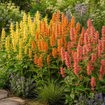 Agastache Kudos Collection - Plug Plants | 3 x Plug Plants | Multi