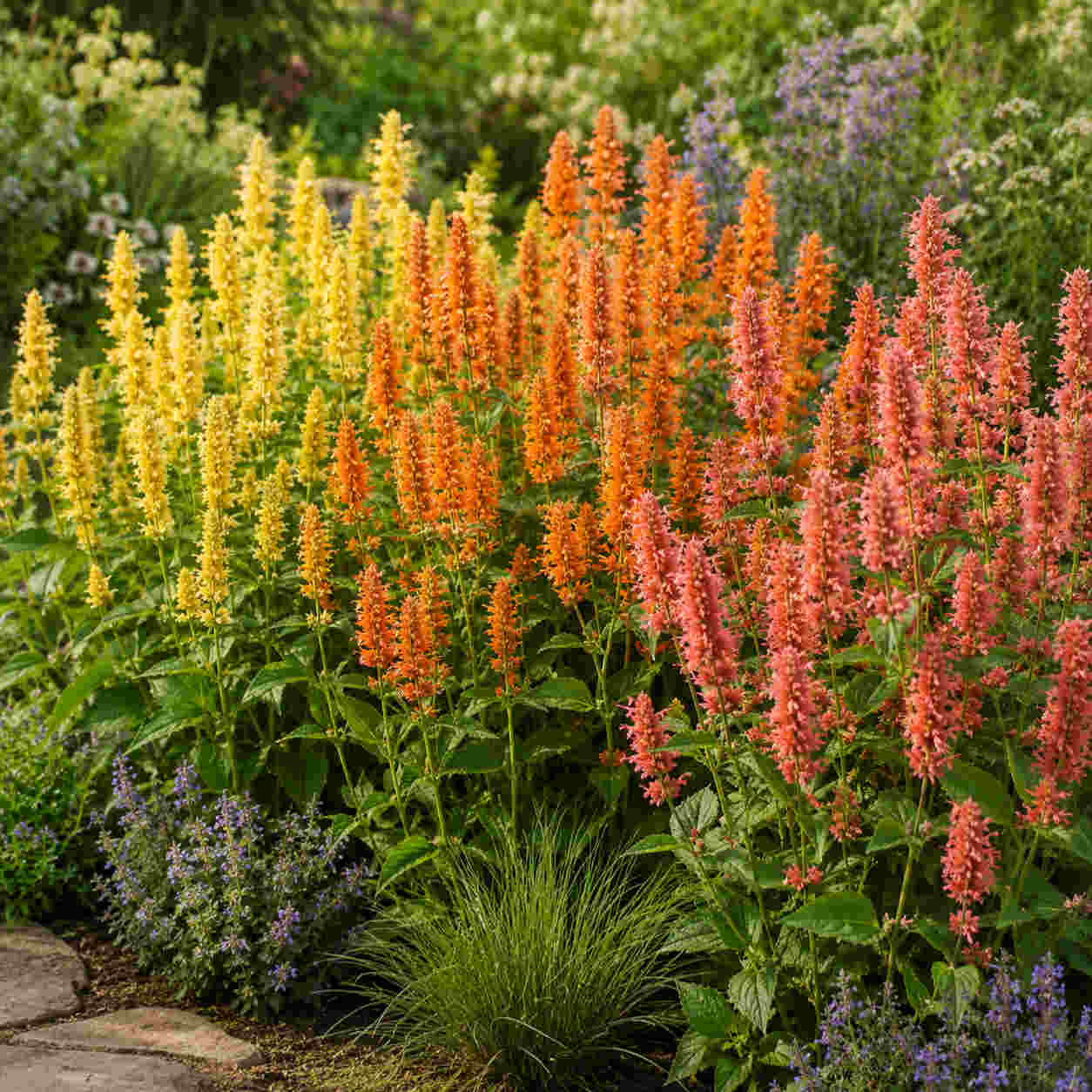 Agastache Kudos Collection - Plug Plants | 3 x Plug Plants | Multi