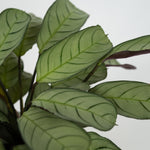 Never Never Plant - Ctenanthe Burle-marxii 'amagris' - Height 25-35cm - ⌀14cm | Set of 1 | Green