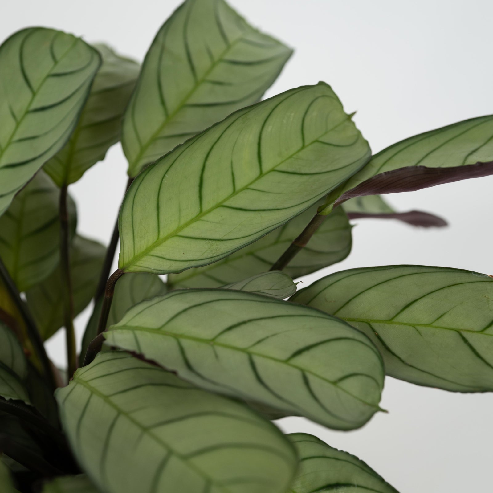 Never Never Plant - Ctenanthe Burle-marxii 'amagris' - Height 25-35cm - ⌀14cm | Set of 1 | Green