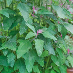 Tree Spinach Plant | 1 x 1L