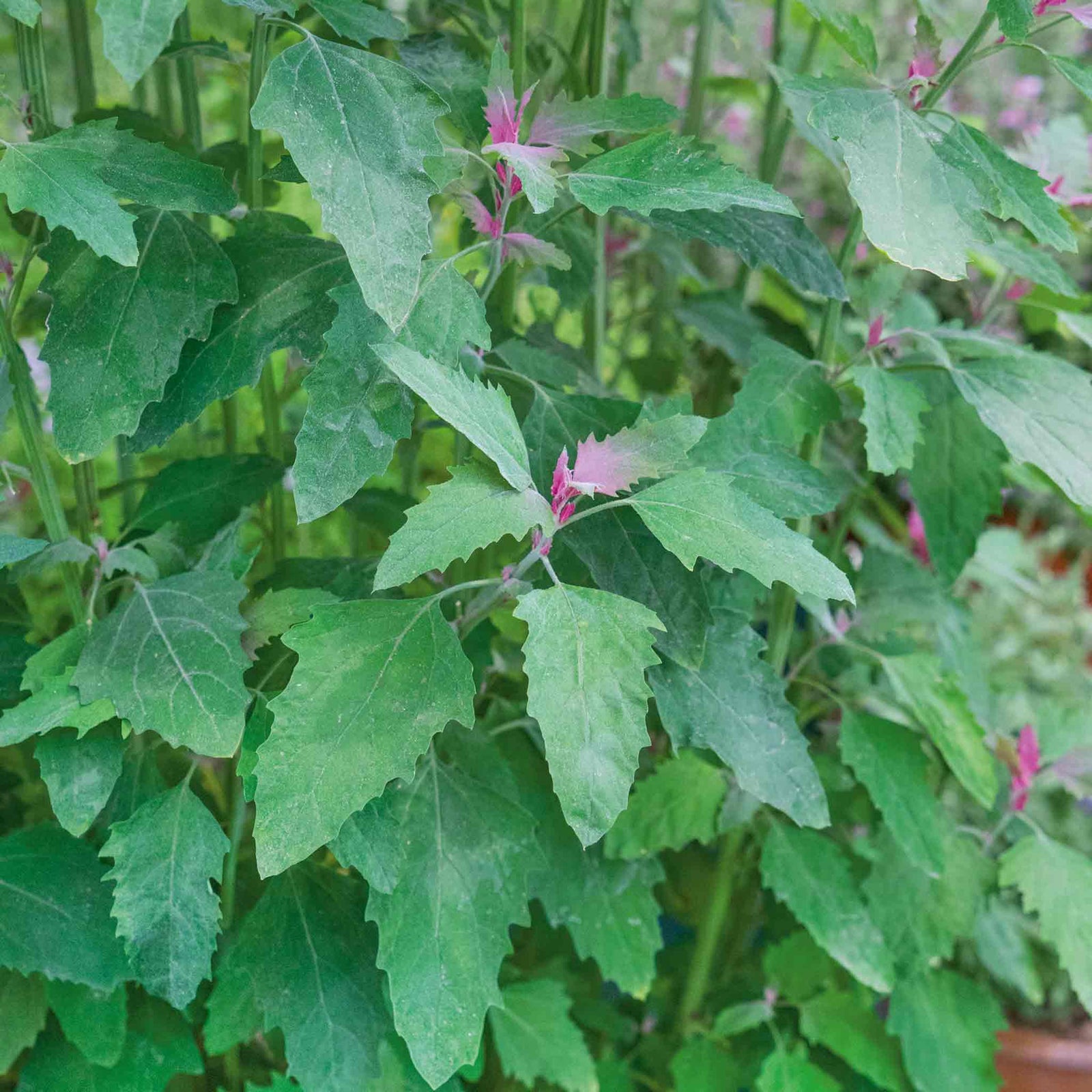 Tree Spinach Plant | 1 x 1L