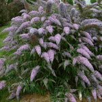 Buddleja Davidii Grand Cascade - 9cm pots | 3 x 9cm | Purple