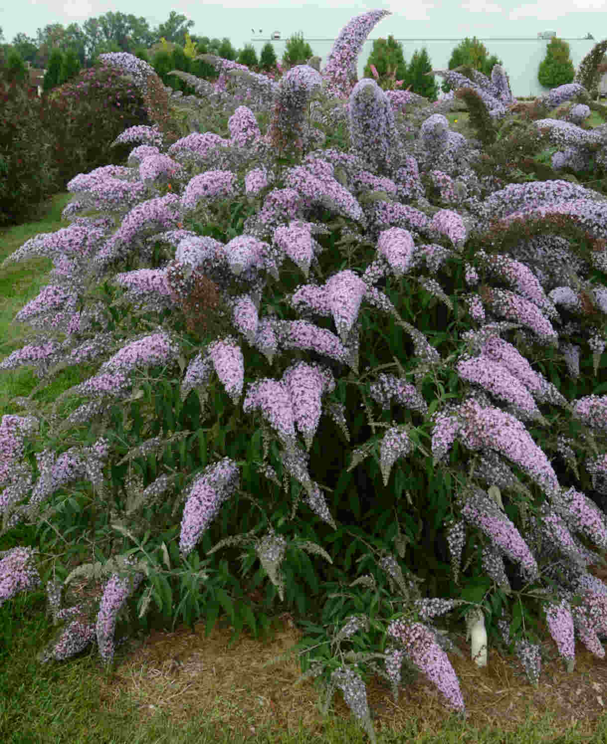 Buddleja Davidii Grand Cascade - 9cm pots | 3 x 9cm | Purple