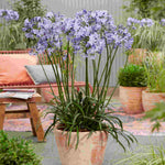 Agapanthus Duo - 9cm pots | Set-of-4 | Purple