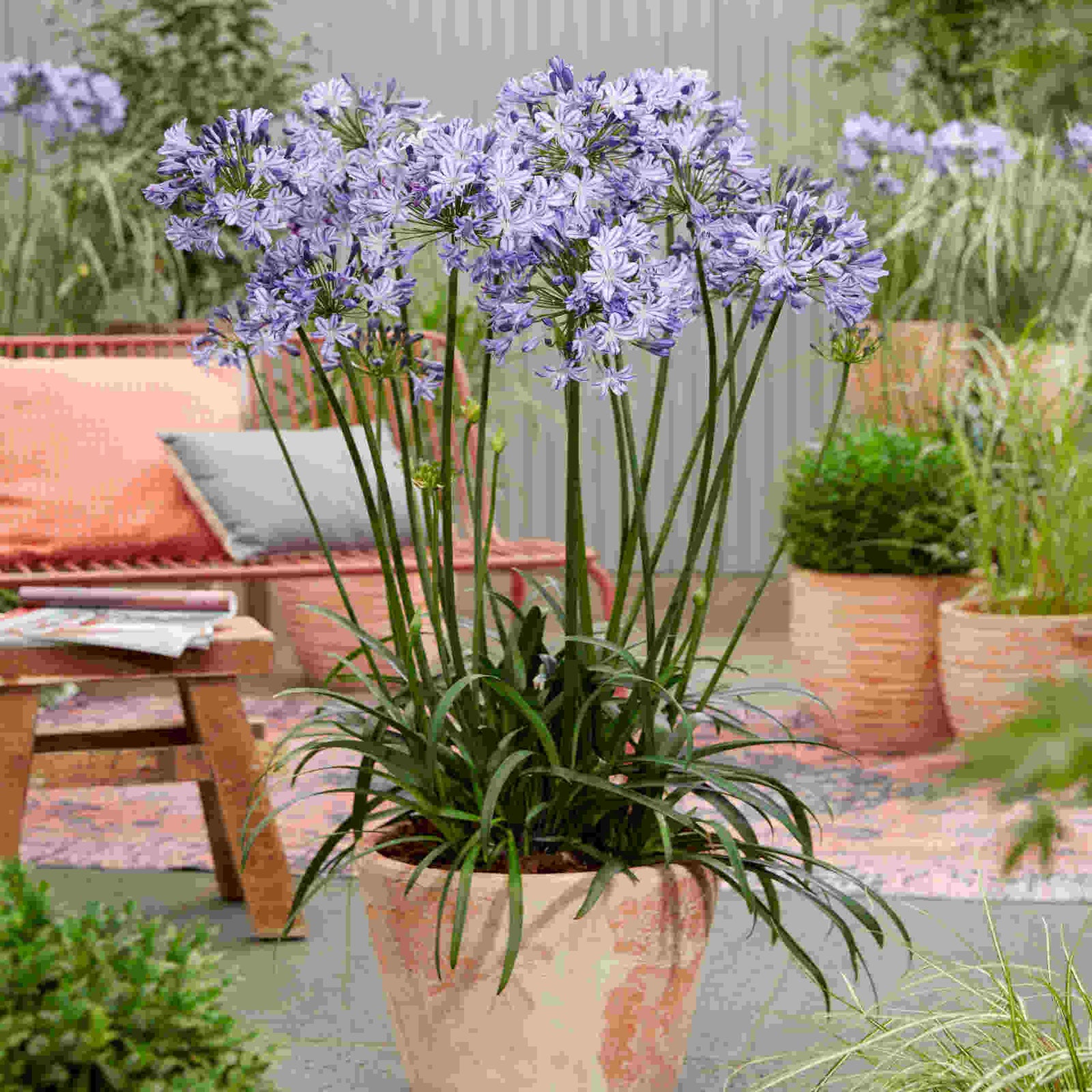 Agapanthus Duo - 9cm pots | Set-of-4 | Purple