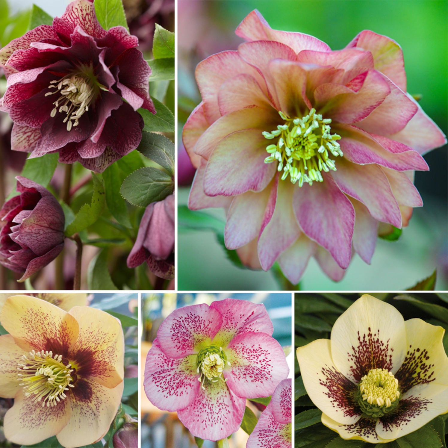 Helleborus Orientalis Mix | Set-of-3 | Multi