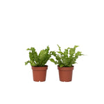 Bird's Nest Fern - 2 Pcs. - Asplenium Nidus 'crispy Wave' - H25-40cm - ⌀12cm | Set-of-2 | Green