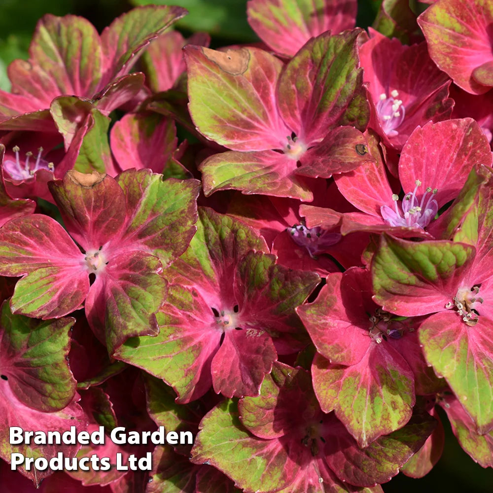Hydrangea Macrophylla 'glam Rock' 9cm Potted Plant | Set of 2