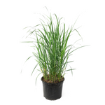 Feather Reed Grass - Calamagrostis 'karl Foerster' - Height 40-60cm - ⌀23cm | Set-of-1 | Green