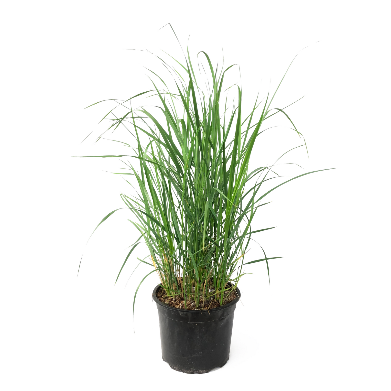 Feather Reed Grass - Calamagrostis 'karl Foerster' - Height 40-60cm - ⌀23cm | Set-of-1 | Green