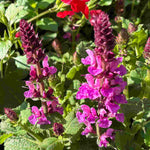 Slug Smart Perennial Collection - 2l Garden Ready Pots. | Set-of-6 | Multi