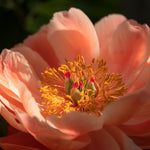 Paeonia Lactiflora Coral Charm - Colour Changing Blooms, bare root plants | 1 x Bare Root | Coral