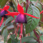Fuchsia 'climbing Lady Boothby' Vigorous Climbing Perennial | 12 x Plug Plants | Multi