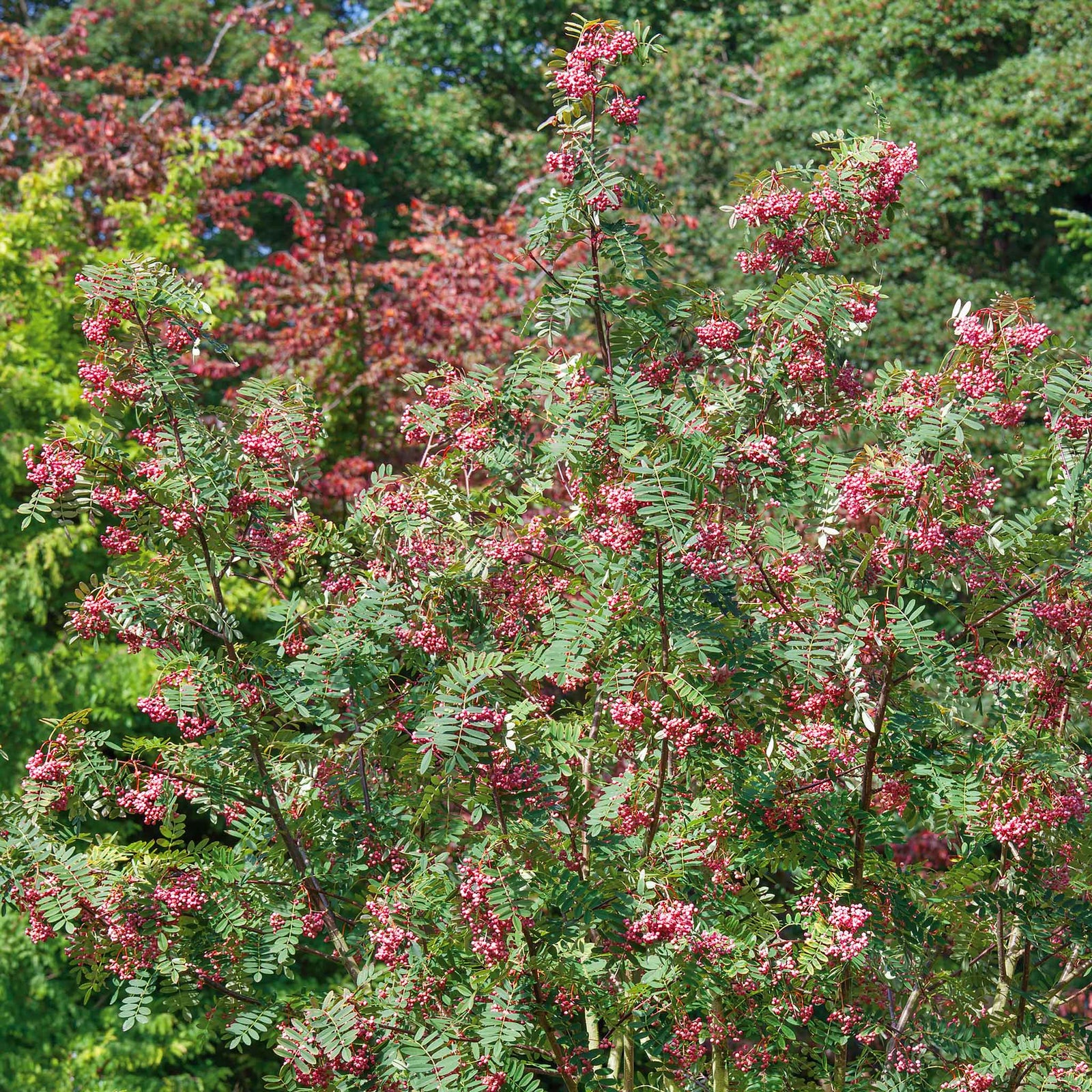 Vilmorin's Rowan Tree (sorbus Vilmorinii) | 1 x Bare Root