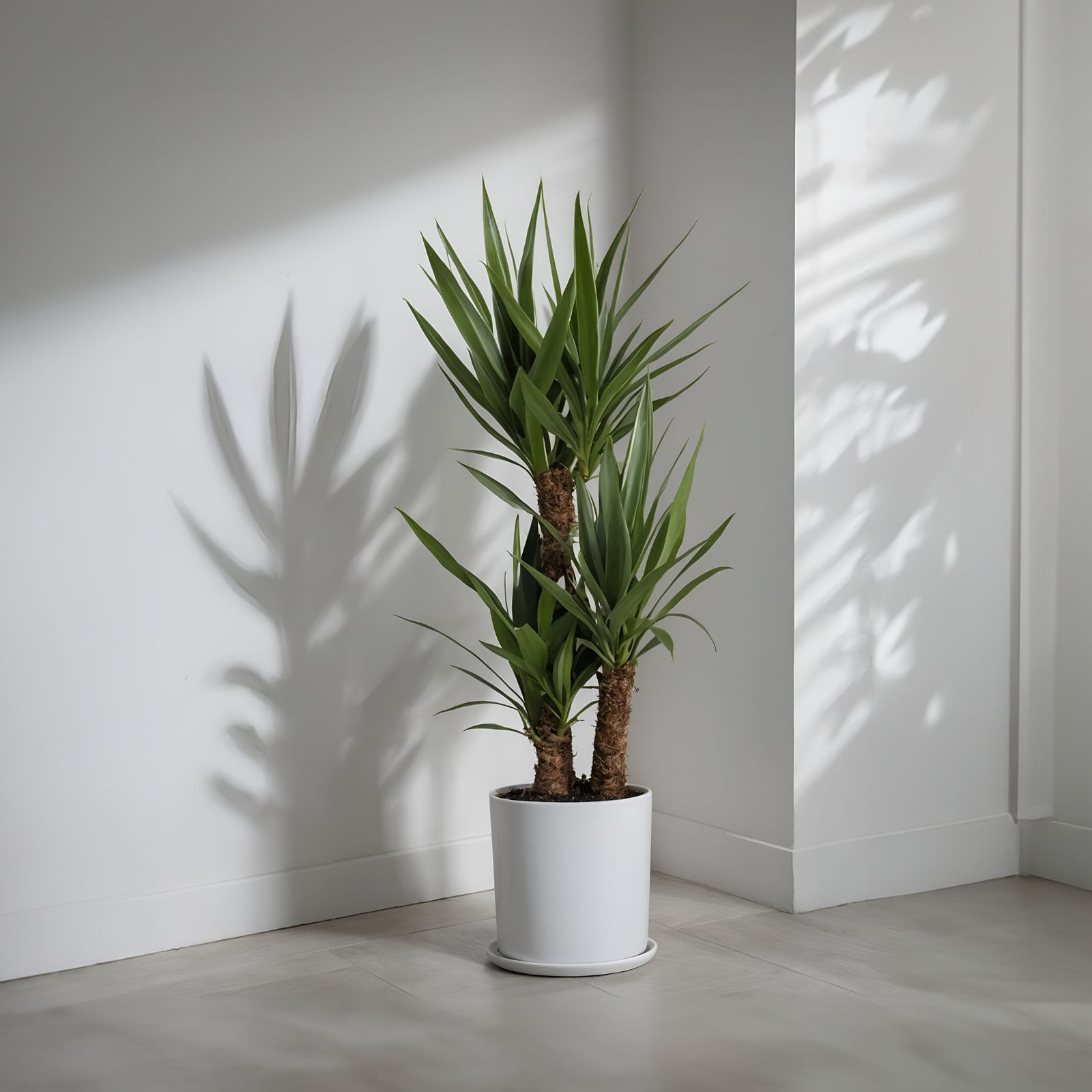 Common Yucca - 2 Pcs. - Yucca Elephantipes - Height 70-80cm - ⌀21cm | Set of 2 | Green