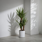 Common Yucca - Yucca Elephantipes - Height 70-80cm - ⌀21cm | Set of 1 | Green