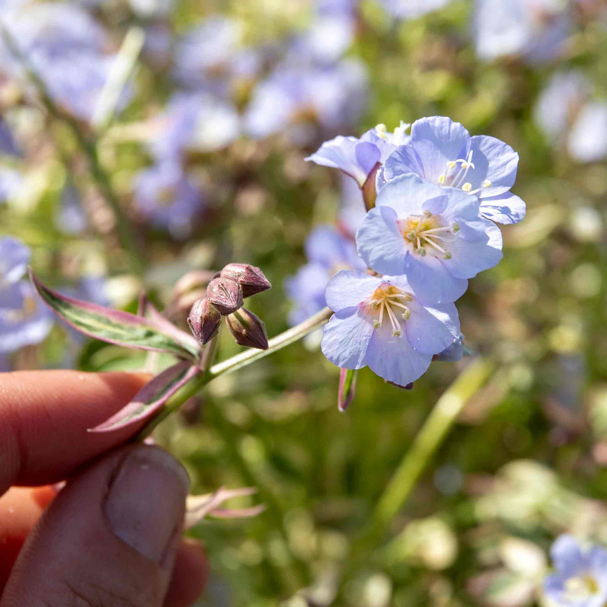 Polemonium 'stairway To Heaven' - Variegated Foliage, Pale Blue Flowers | 1 x 2L