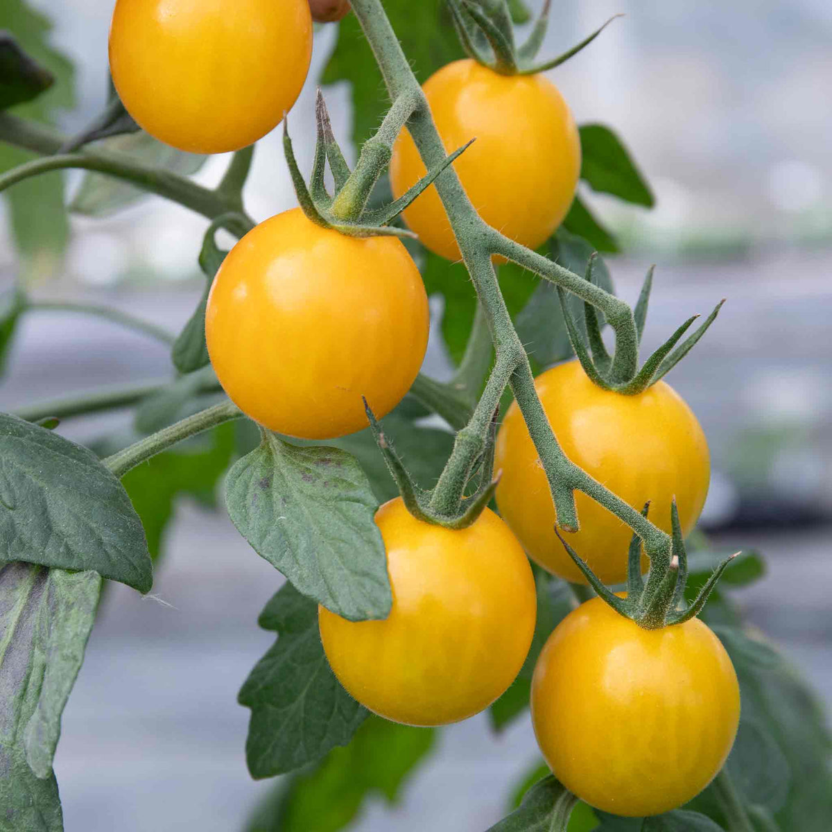 Cordon Tomato 'yellow Mimi' 9cm Plants | Set of 6
