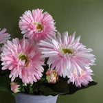 Pink Potted Daisy Flowering Plant Artificial