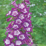 Penstemon 'pensham Czar' - 9cm Pots | 3 x 9cm | Purple