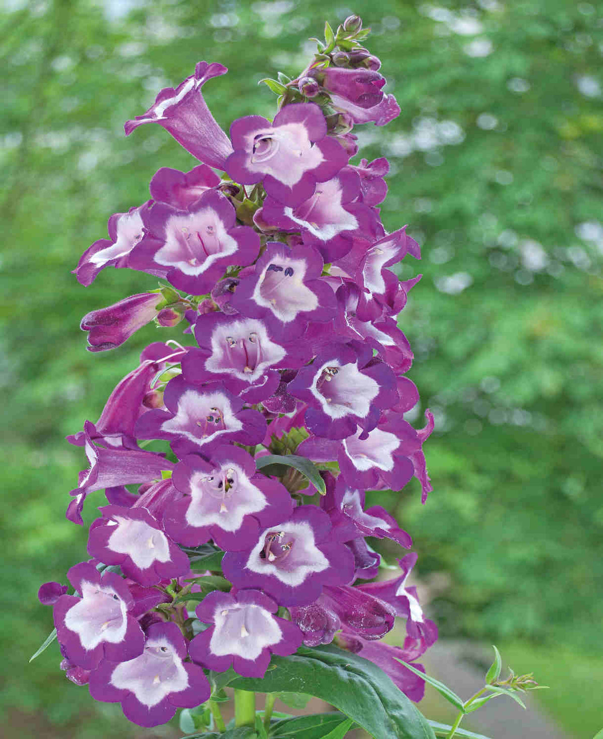Penstemon 'pensham Czar' - 9cm Pots | 3 x 9cm | Purple