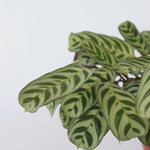 Never Never Plant - Ctenanthe 'burle-marxii' - Height 30-40cm - ⌀14cm | Set of 1 | Green