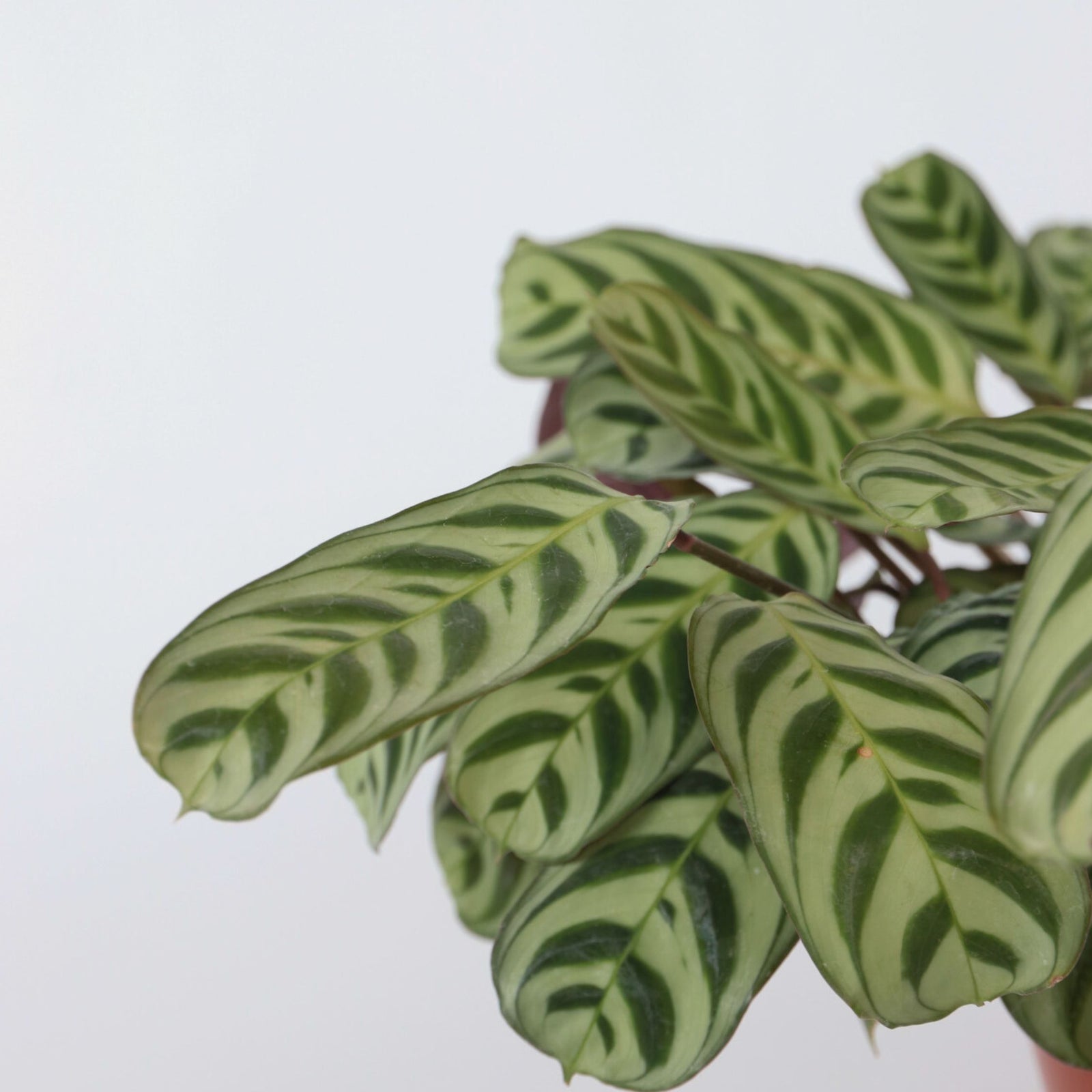Never Never Plant - Ctenanthe 'burle-marxii' - Height 30-40cm - ⌀14cm | Set of 1 | Green