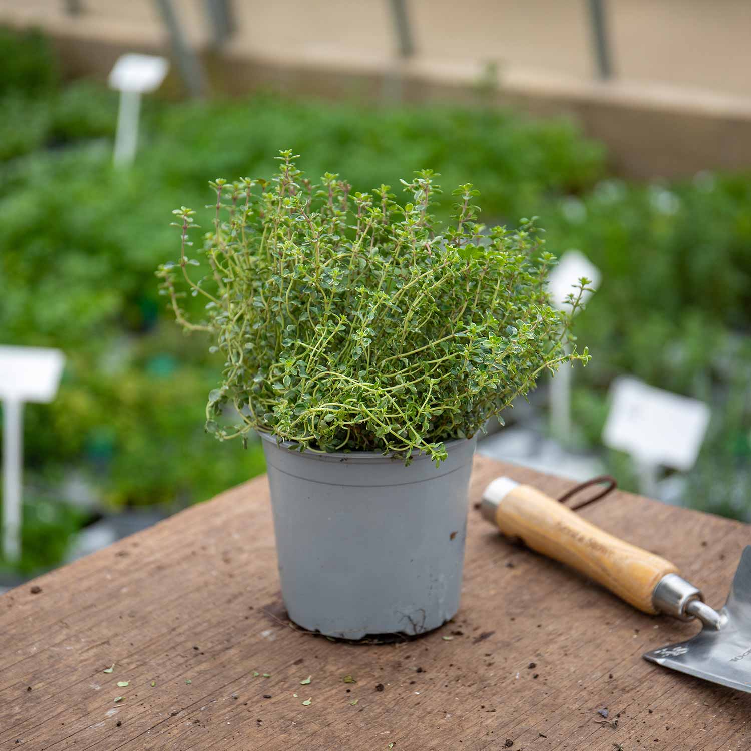 Thyme 'silver Posie' Plant | 1L